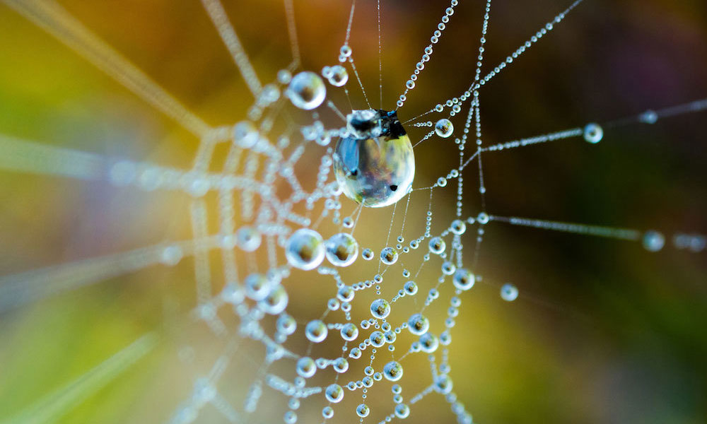 Close up of a spider web with water droplets on it. Courtesy of Getty Images.